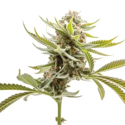 Grape Ape Autoflower Seeds