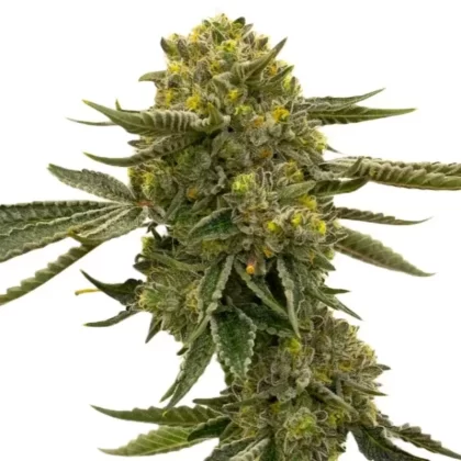 Quarter Pounder Autoflower Seeds