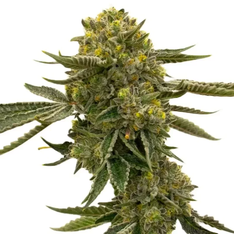 Quarter Pounder Autoflower Seeds