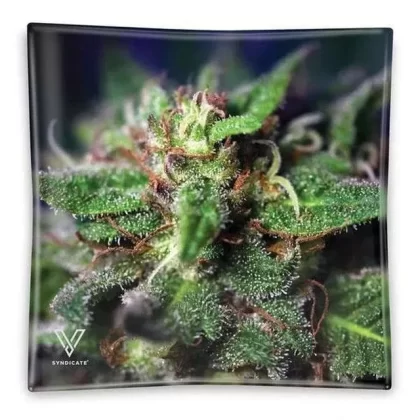 V Syndicate “Blue Dream” Glass Ashtray