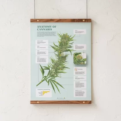 GoldLeaf Anatomy of Cannabis Print