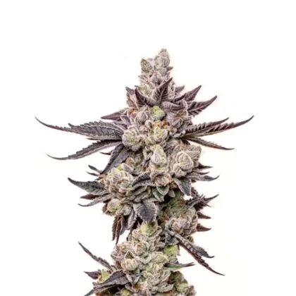 Wedding Cake Autoflower Seeds